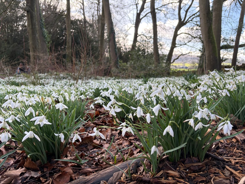 Snowdrops in the woodland at Painswick Rococo Gardens