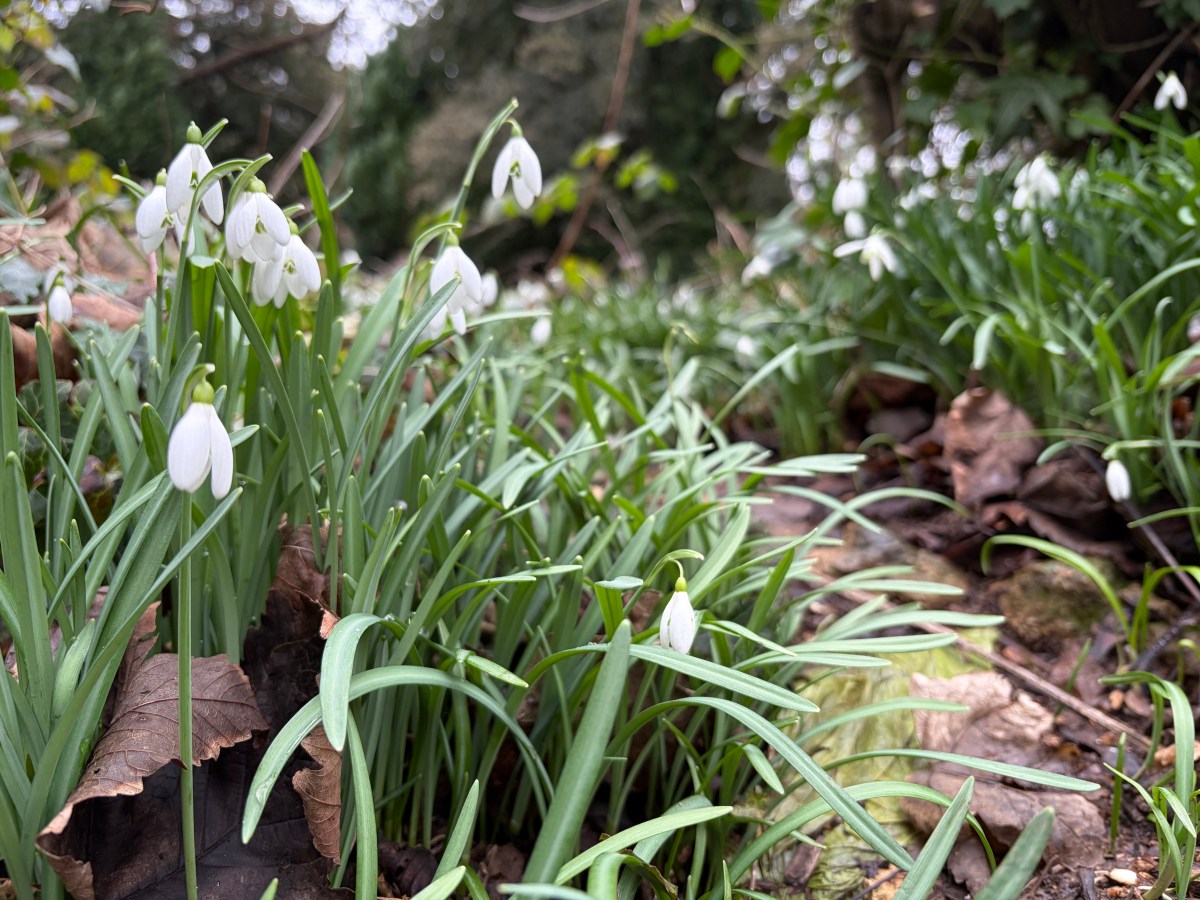 Painswick Snowdrops