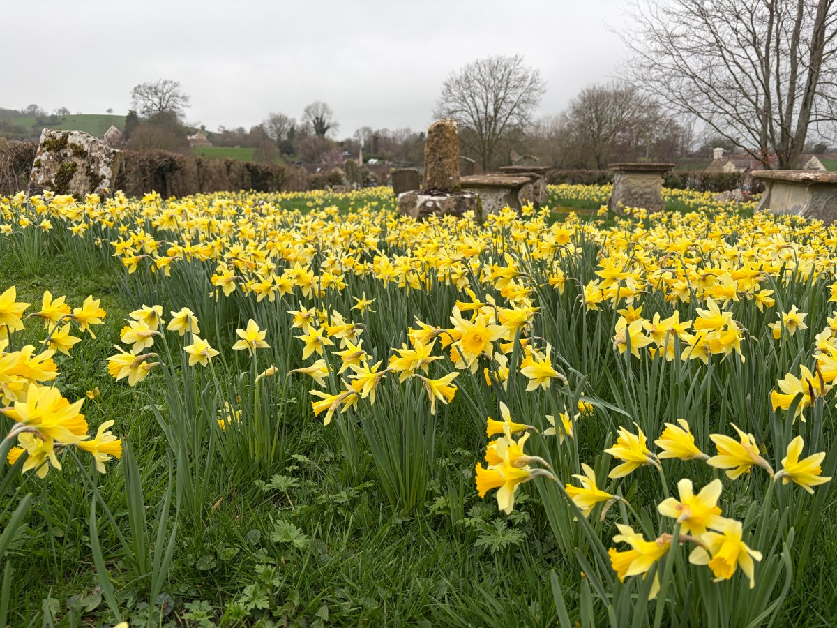 Harescombe Daffodils